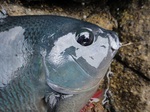 DSC00720.jpg